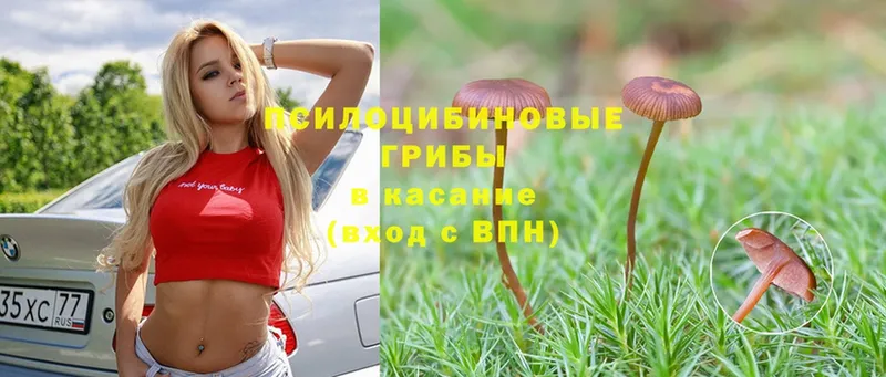 Псилоцибиновые грибы MAGIC MUSHROOMS  блэк спрут ССЫЛКА  Асино 